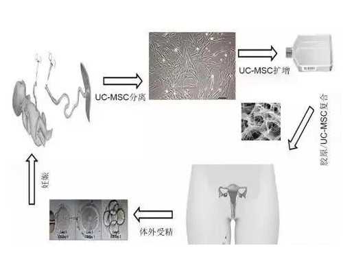 上海代孕公司的品牌,【上海供卵试管机构】4月份刚结婚，想着要猴宝宝，备战