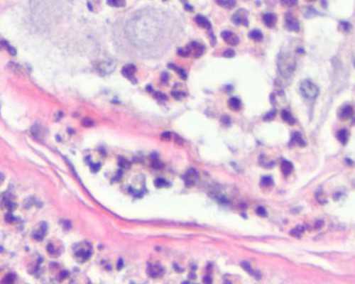 75年北京召开人代会，周恩来问许德珩：你法国回来后在哪里工作呀