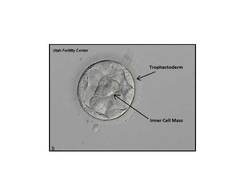 就业压力成为学生整容的关键因素