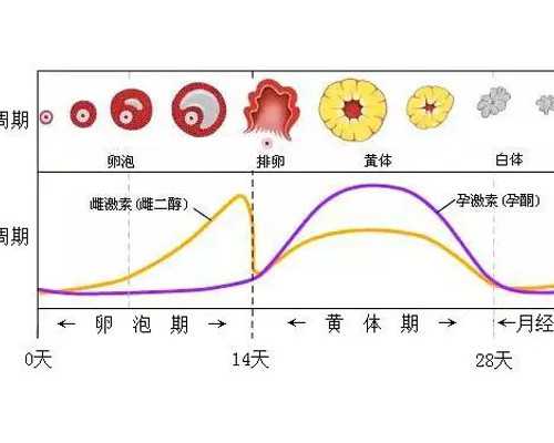 上海借卵子中心,上海第九医院试管可以选性别吗_怎样才能提高成功率