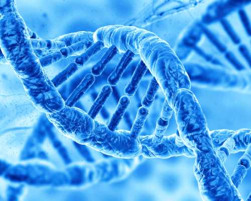 雌雄嵌合体的动物