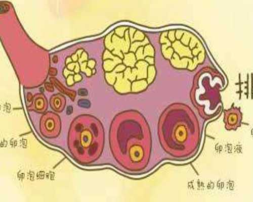 上海代生操作流程,2024上海三代试管婴儿医院排行榜揭晓！附2024年最新助孕成功