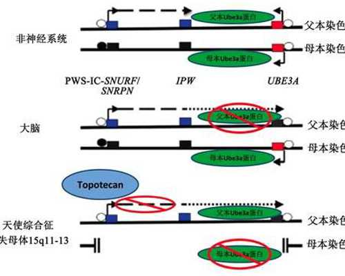 上海代妈补偿价格,上海*代*公司(上海*试管代***)