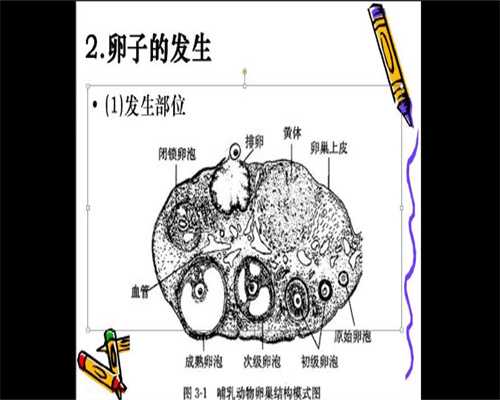 上海妇幼有供卵吗_卵巢早衰能够供卵怀孕吗_胎儿监狱有宫缩吗？